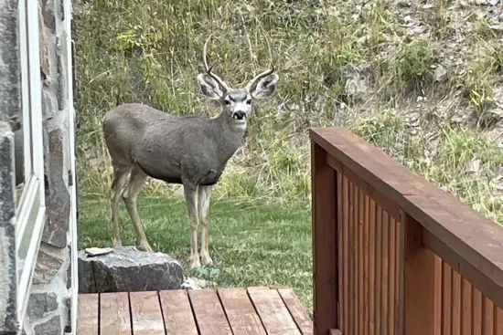 Almost every morning you will see deer and turkeys in the yard or walking right in front of the house.  This is the deck leading to the back yard.