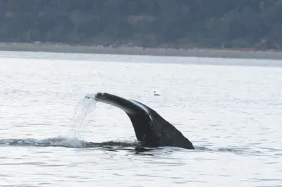 Not uncommon to see whales from the deck.  Our home comes with binoculars and a telescope!