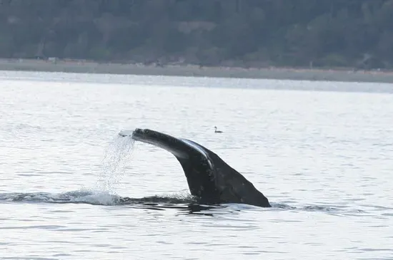 Not uncommon to see whales from the deck.  Our home comes with binoculars and a telescope!