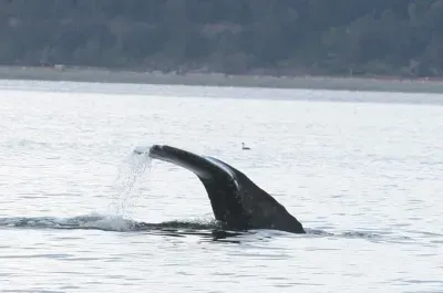 Be sure to take advantage of the telescope, aimed directly at Puget Sound for the best views of local wildlife. Maybe you’ll catch a glimpse of a breaching whale!  From a guest review:  "Down at the beach, we had a memorable experience when a grey wh