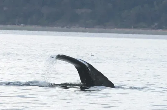 Be sure to take advantage of the telescope, aimed directly at Puget Sound for the best views of local wildlife. Maybe you’ll catch a glimpse of a breaching whale!  From a guest review:  "Down at the beach, we had a memorable experience when a grey wh