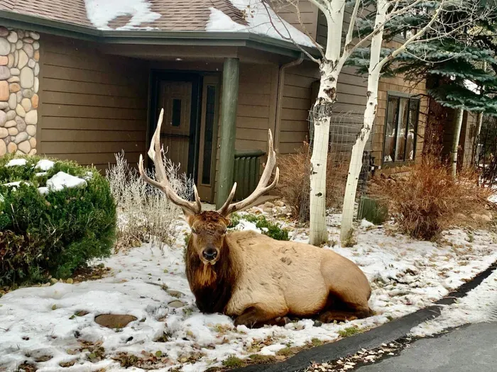A bull elk enjoying a rest right outside the condo.