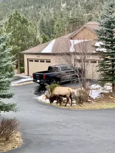 A bull elk enjoying the neighborhood.