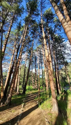 Walk through the tall trees along the private river path