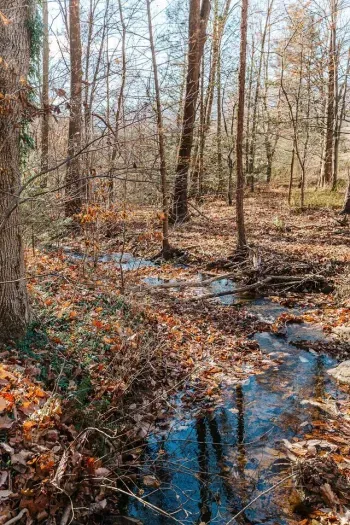 Peaceful Woodland Creek: A tranquil forest setting with a gently flowing creek, surrounded by mature trees and natural beauty.
