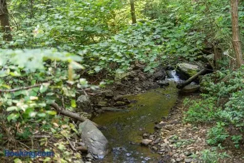 Peaceful woodland creek with a gentle cascade, surrounded by lush greenery and natural beauty.