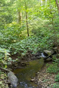 Peaceful wooded creekside setting surrounded by lush greenery