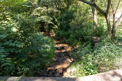 Peaceful woodland creek surrounded by lush greenery and natural beauty.