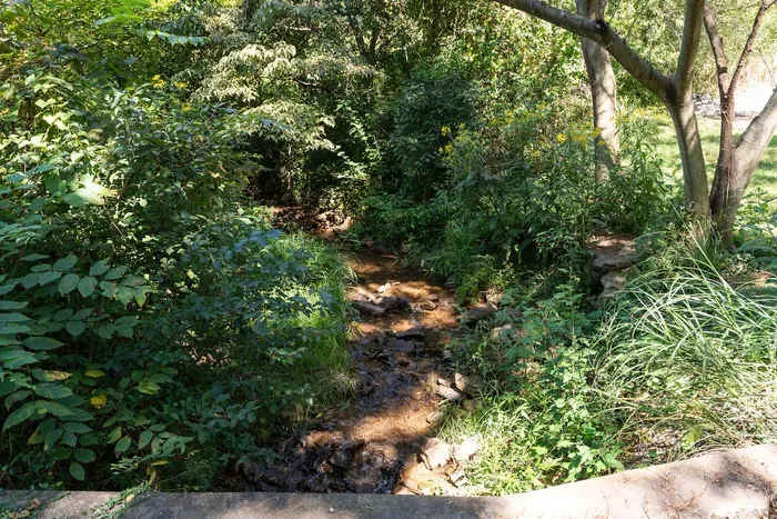 Peaceful woodland creek surrounded by lush greenery and natural beauty.