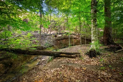 Step off the deck into moss, mountain laurel, and a rocky creek bed — the woods start right where the yard ends. Bring boots and turn the kids loose for an afternoon.