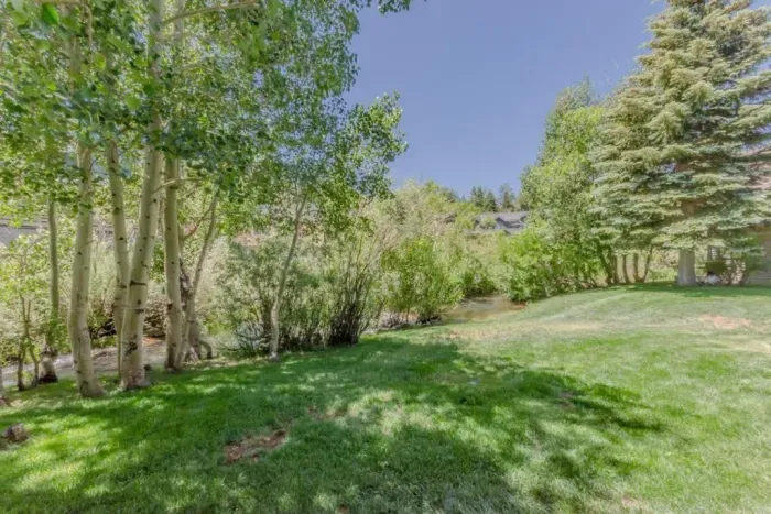 Backyard with Aspen trees and creek