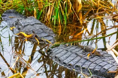 Visit Aransas National Wildlife Refuge , A Coastal Texas Treasure Near Rockport featured image