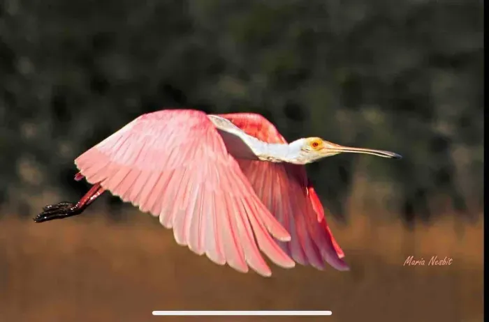 I never get tired of watching the birds— from spoonbills to egrets— definitely a feast for the eyes