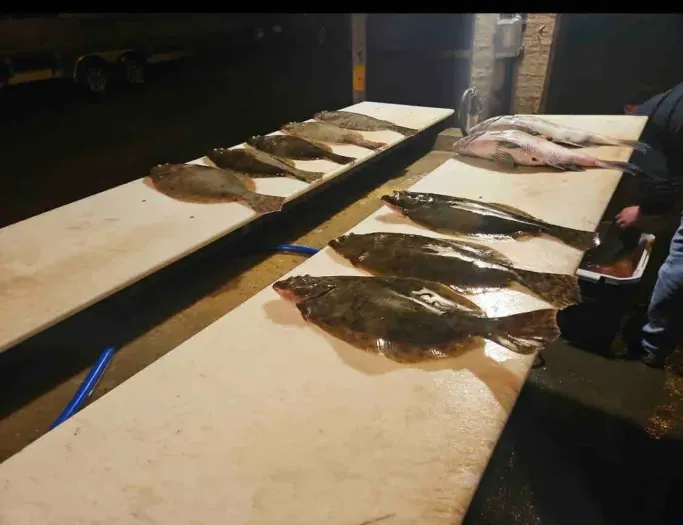 Flounder gigging success!  Our guests maxed out!