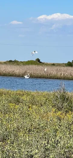 Cranes, herons, spoonbills--so many sea birds!  This is a fantastic place for wildlife.