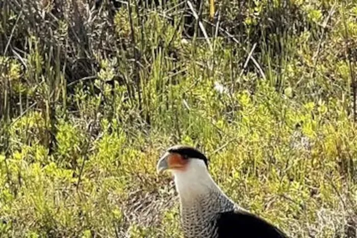 Crested Caracara--Mexican Eagle.. They travel in groups