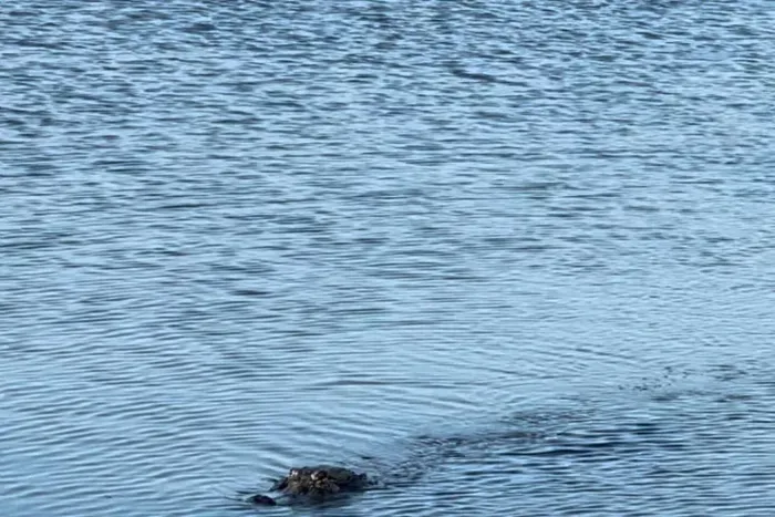 Yes, we have alligators in this part of Texas.  Typically we see them in Powderhorn Lake, the bayou and channels.  We do not recommend swimming in these areas.