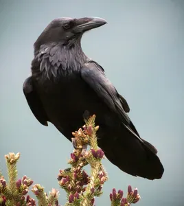 The Raven: Canyon Country’s Cleverest Character featured image