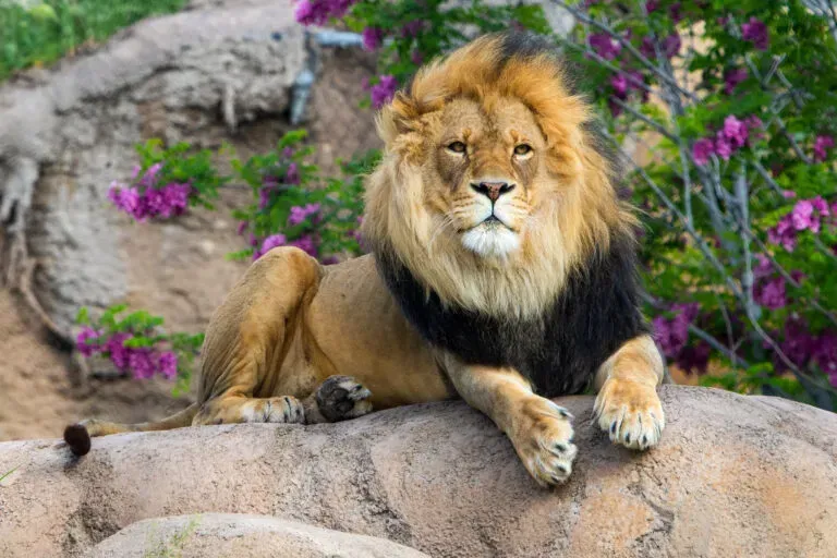 Utah's Hogle Zoo
