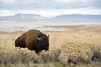 Antelope Island State Park