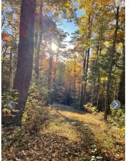 Sunlit woodland trail amid peak fall colors—peaceful walk from the cabin.
