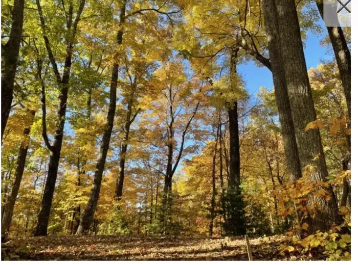 Tranquil woodland retreat with vibrant fall foliage views