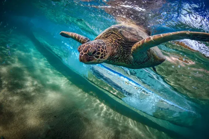 Being centrally located in south Maui, you can easily access over a dozen beaches for some of the world's best snorkeling.