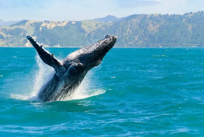 Whale watching season in Maui is November-May with peak season typically running between mid-January and March.