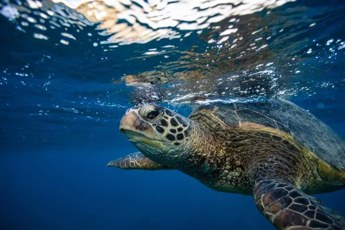 Being centrally located in south Maui, you can easily access over a dozen beaches for some of the world's best snorkeling.