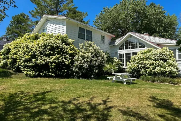 Mature hydrangeas surround the property -- shown here in full bloom!