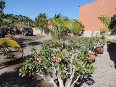 Beautiful flowers, fenced property.
