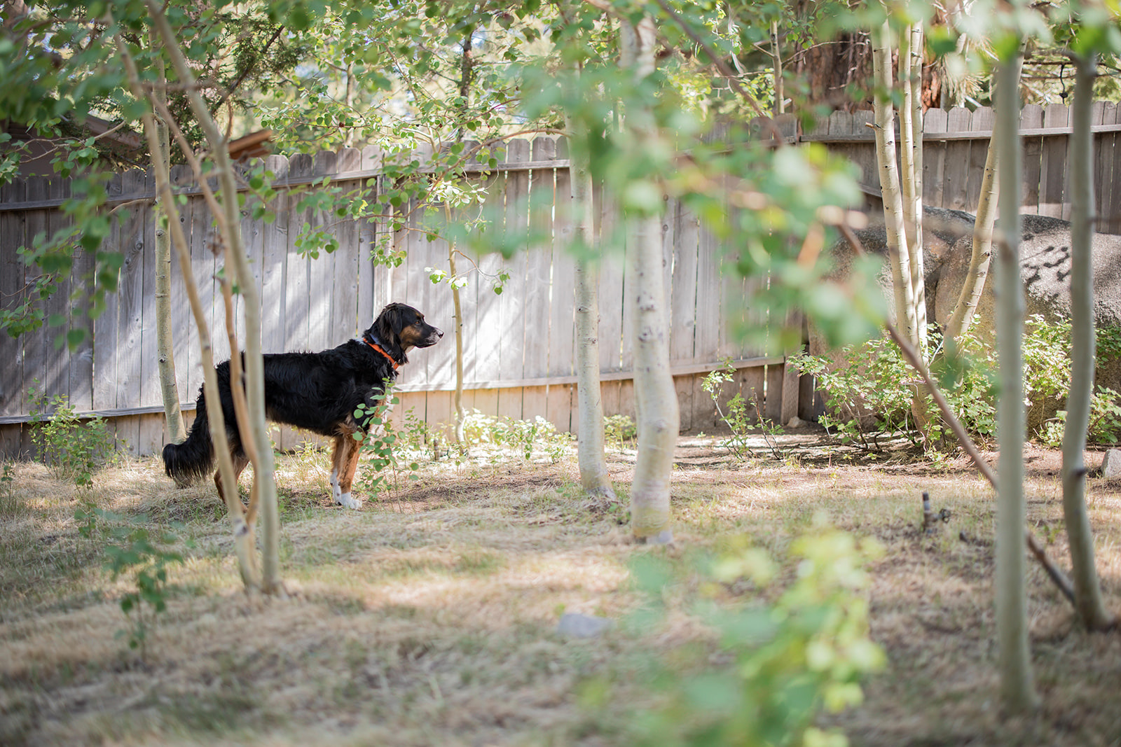 black and tan dog in a Tahoe backyard surrounded by Aspen trees