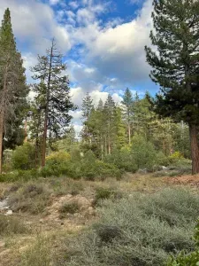 View to the forest directly across from Tahoe Black Cabin!