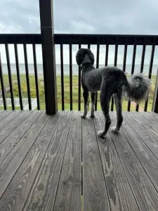 Even your four legged family will love the large deck to watch the ocean waves roll in to the sandy beaches.