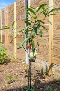 Surrounded by trees, and we’re still growing! This seedling is one of the newest additions to your peaceful getaway.