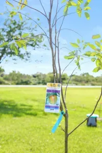 Surrounded by trees, and we’re still growing! This seedling is one of the newest additions to your peaceful getaway.