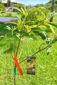 Surrounded by trees, and we’re still growing! This seedling is one of the newest additions to your peaceful getaway.