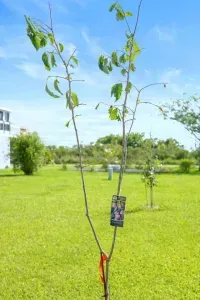 Surrounded by trees, and we’re still growing! This seedling is one of the newest additions to your peaceful getaway.