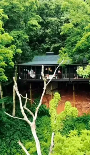 A view from the trees