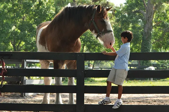 Lawton Stables is a short walk away. Pony rides, trail rides, and the resident Clydesdales.  Photo credit: Lawton Stables.