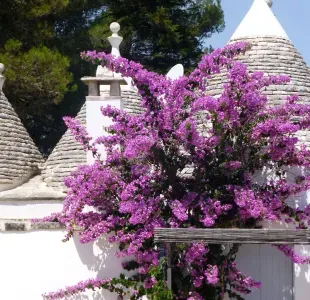 Trullo Fumarola - image 30 of 51