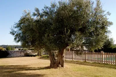 Trullo Fumarola - image 20 of 51
