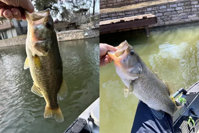 These were caught right in front of the dock of Lake Granbury Retreat!