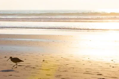 Golden Hour Shoot with Georgia Gregory Photography: Our Premiere BeachHaus experience featured image