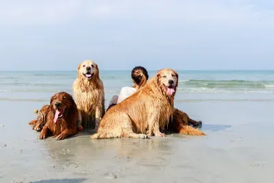 What is Dog Beach? Why we love Del Mar for off-leash frolics featured image