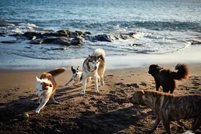  From Dog Beach to Dog Brunch: Dog-Friendly Dining and Drinking in Del Mar and Solana Beach featured image