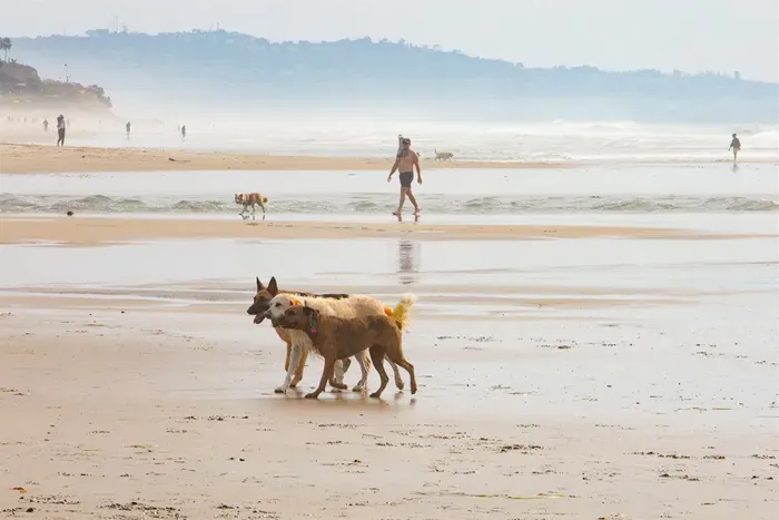 Where they can run off leash (seasonal)