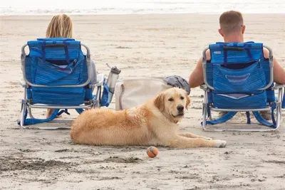 Dogs can run free offleash (seasonal)