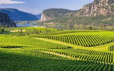 Sweeping vineyard, lake, and mountain views in a stunning wine-country setting