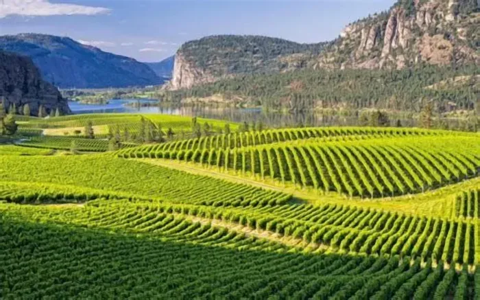 Sweeping vineyard, lake, and mountain views in a stunning wine-country setting